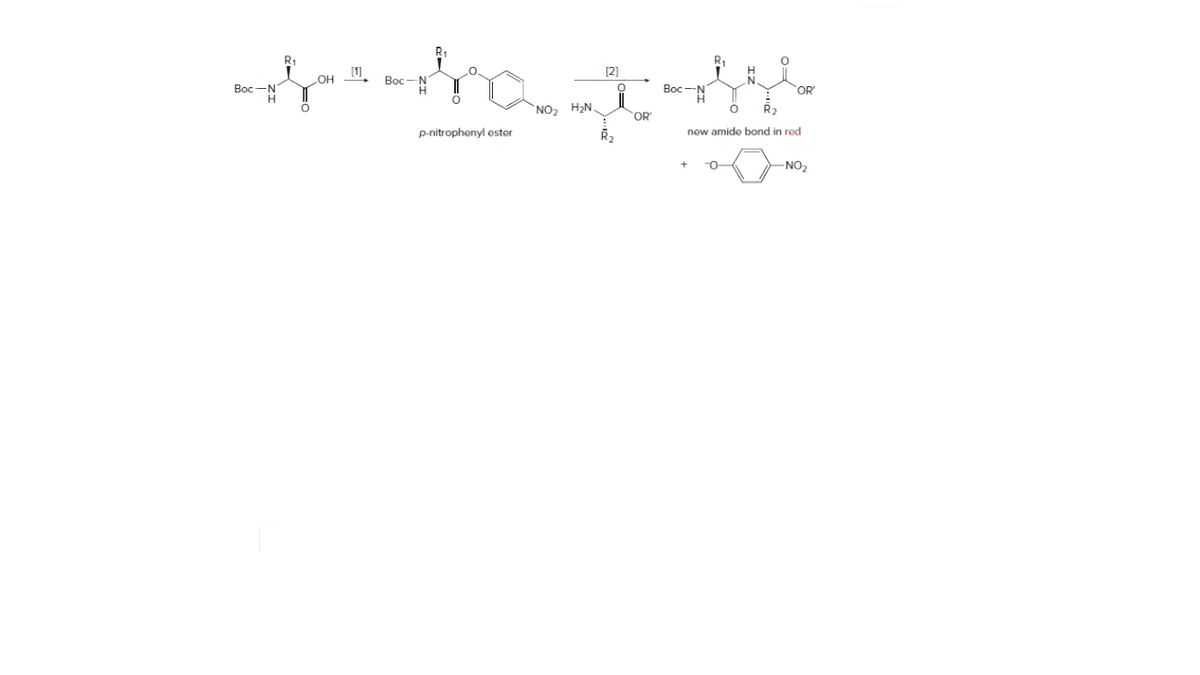 [1
[2]
H.
OH
Bọc-N
Bọc-N
Bọc
OR
`NO2
H,N
R2
OR'
p-nitrophenyl ester
new amide bond in red
-NO2
