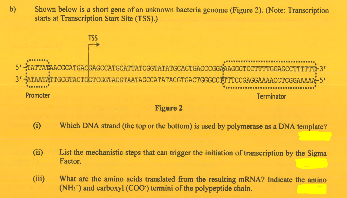 b)
Shown below is a short gene of an unknown bacteria genome (Figure 2). (Note: Transcription
starts at Transcription Start Site (TSS).)
5'TATTATAACGCATGACGAGCCATGCATTATCGGTATATGCACTGACCCGGAAAGGCTCCTTTTGGAGCCTTTTTT-3'
3'-ATAATATTGCGTACTGCTCGGTACGTAATAGCCATATACGTGACTGGGCCTTTTCCGAGGAAAACCTCGGAAAAA-5'
Promoter
(i)
(ii)
TSS
(iii)
Terminator
Figure 2
Which DNA strand (the top or the bottom) is used by polymerase as a DNA template?
List the mechanistic steps that can trigger the initiation of transcription by the Sigma
Factor.
What are the amino acids translated from the resulting mRNA? Indicate the amino
(NH₂*) and carboxyl (COO) termini of the polypeptide chain.