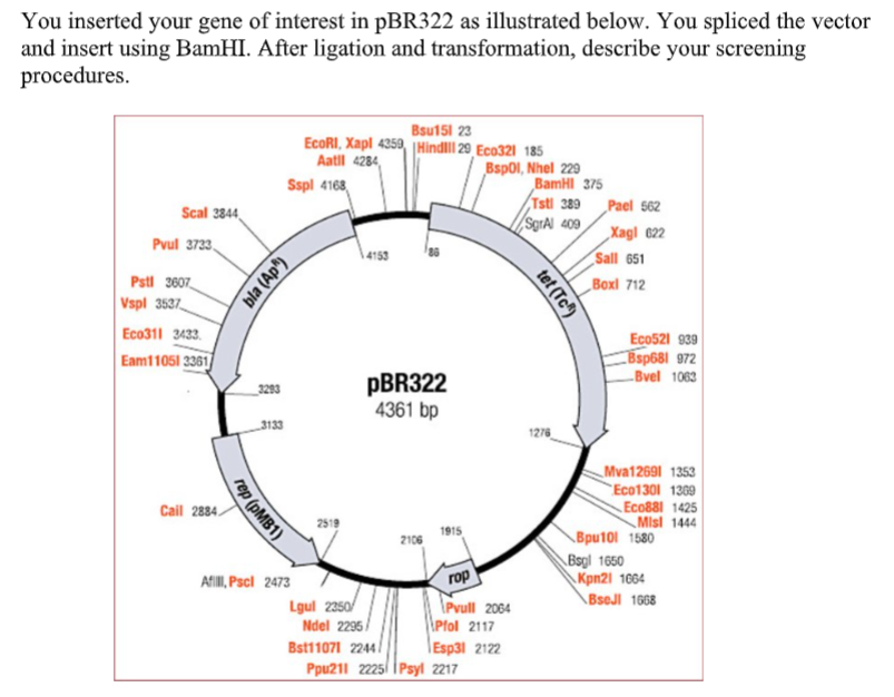 You inserted your gene of interest in pBR322 as illustrated below. You spliced the vector
and insert using BamHI. After ligation and transformation, describe your screening
procedures.
Scal 3844
Pvul 3733
Pstl 3607
Vspl 3537
Eco311 3433
Eam11051 3361
Cail 2884.
rep (pMB1)
bla (Ap)
3293
Bsul5l 23
EcoRI, Xapl 4359, Hindi 29 Eco321 185
Aatil 4284,
Sspl 4168
3133
Afill, Pscl 2473
2519
Lgul 2350/
4153
pBR322
4361 bp
Ndel 2295/
Bst11071 2244/
2106
1915
Bspol, Nhel 229
rop
Pull 2064
Pfol 2117
Esp31 2122
Ppu211 2225 Psyl 2217
BamHI 375
Tstl 389
SgrAl 409
tet (Tc)
1276
Pael 562
Xagl 622
Sall 651
Boxl 712
Eco521 939
Bsp681 972
Bvel 1063
Mva12691 1353
Eco1301 1309
Eco881 1425
Misl 1444
Bpu101 1580
Bsgl 1650
Kpn21 1664
BseJl 1668