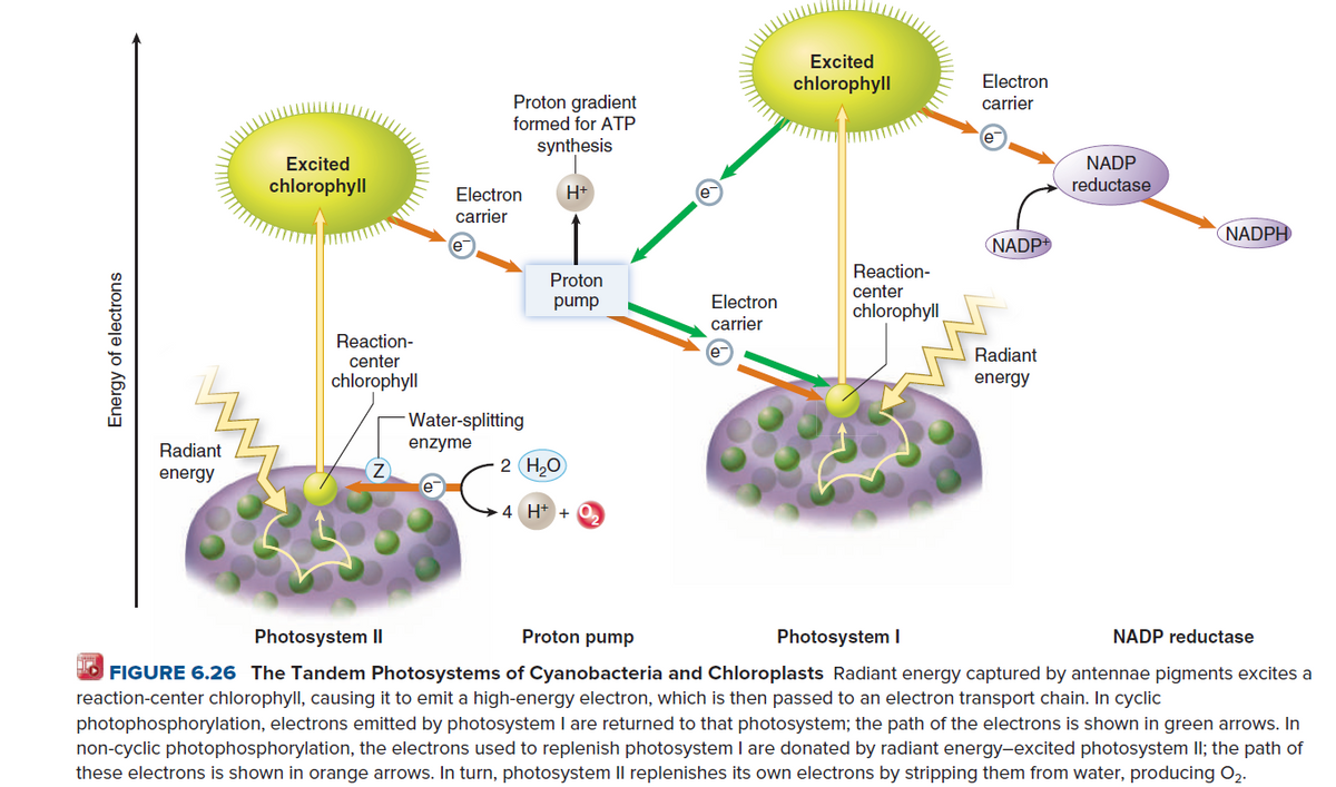 Excited
chlorophyll
Electron
Proton gradient
formed for ATP
carrier
synthesis
Excited
NADP
chlorophyll
Electron
e
reductase
carrier
(NADPH
NADP+
Reaction-
center
Proton
pump
Electron
chlorophyll
carrier
Reaction-
Radiant
center
chlorophyll
energy
Water-splitting
Radiant
enzyme
2 (H20
energy
4 H+ + 0,
Photosystem I
Proton pump
Photosystem I
NADP reductase
O FIGURE 6.26 The Tandem Photosystems of Cyanobacteria and Chloroplasts Radiant energy captured by antennae pigments excites a
reaction-center chlorophyll, causing it to emit a high-energy electron, which is then passed to an electron transport chain. In cyclic
photophosphorylation, electrons emitted by photosystem I are returned to that photosystem; the path of the electrons is shown in green arrows. In
non-cyclic photophosphorylation, the electrons used to replenish photosystem I are donated by radiant energy-excited photosystem Il; the path of
these electrons is shown in orange arrows. In turn, photosystem Il replenishes its own electrons by stripping them from water, producing O2.
Energy of electrons

