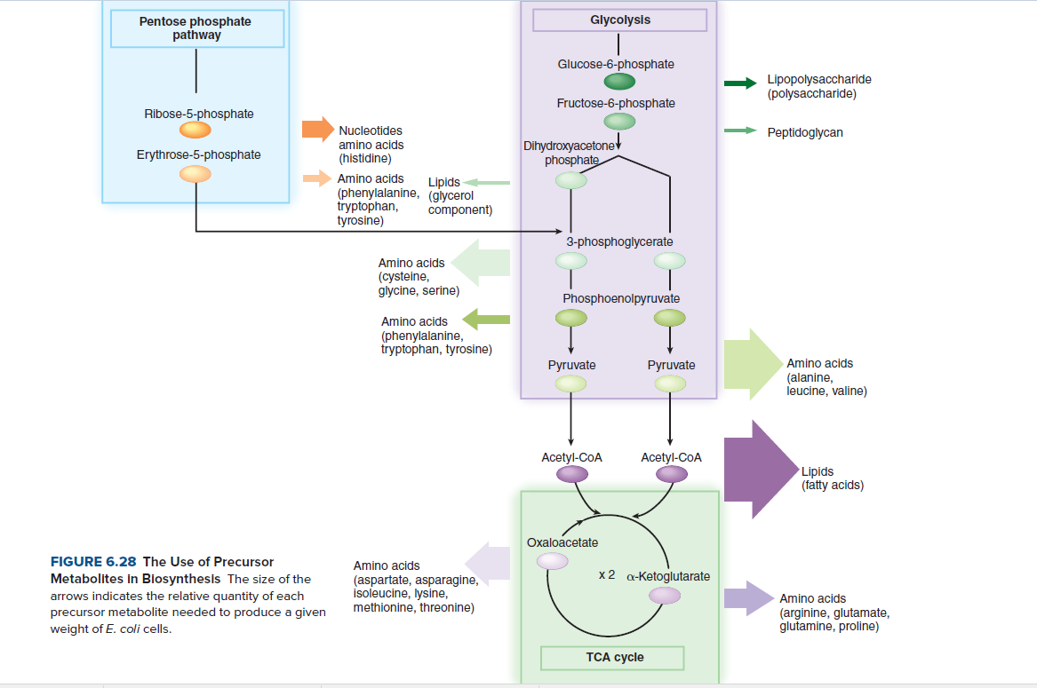 Glycolysis
Pentose phosphate
pathway
Glucose-6-phosphate
Lipopolysaccharide
(polysaccharide)
Fructose-6-phosphate
Ribose-5-phosphate
Nucleotides
Peptidoglycan
Dihydroxyacetonev
phosphate
amino acids
Erythrose-5-phosphate
(histidine)
Amino acids
Lipids
(phenylalanine, (glycerol
tryptophan,
tyrosine)
component)
3-phosphoglycerate
Amino acids
(cysteine,
glycine, serine)
Phosphoenolpyruvate
Amino acids
(phenylalanine,
tryptophan, tyrosine)
Руruvate
Pyruvate
Amino acids
(alanine,
leucine, valine)
Acetyl-CoA
Acetyl-CoA
Lipids
(fatty acids)
Oxaloacetate
FIGURE 6.28 The Use of Precursor
Amino acids
Metabolites in Biosynthesis The size of the
x2 a-Ketoglutarate
arrows indicates the relative quantity of each
precursor metabolite needed to produce a given
weight of E. coli cells.
(aspartate, asparagine,
isoleucine, lysine,
methionine, threonine)
Amino acids
(arginine, glutamate,
glutamine, proline)
TCА сycle
