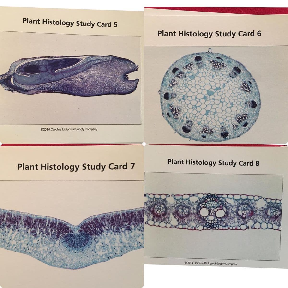 Plant Histology Study Card 5
Plant Histology Study Card 6
©2014 Carolina Biological Supply Company
Plant Histology Study Card 8
Plant Histology Study Card 7
©2014 Carolina Biological Supply Company

