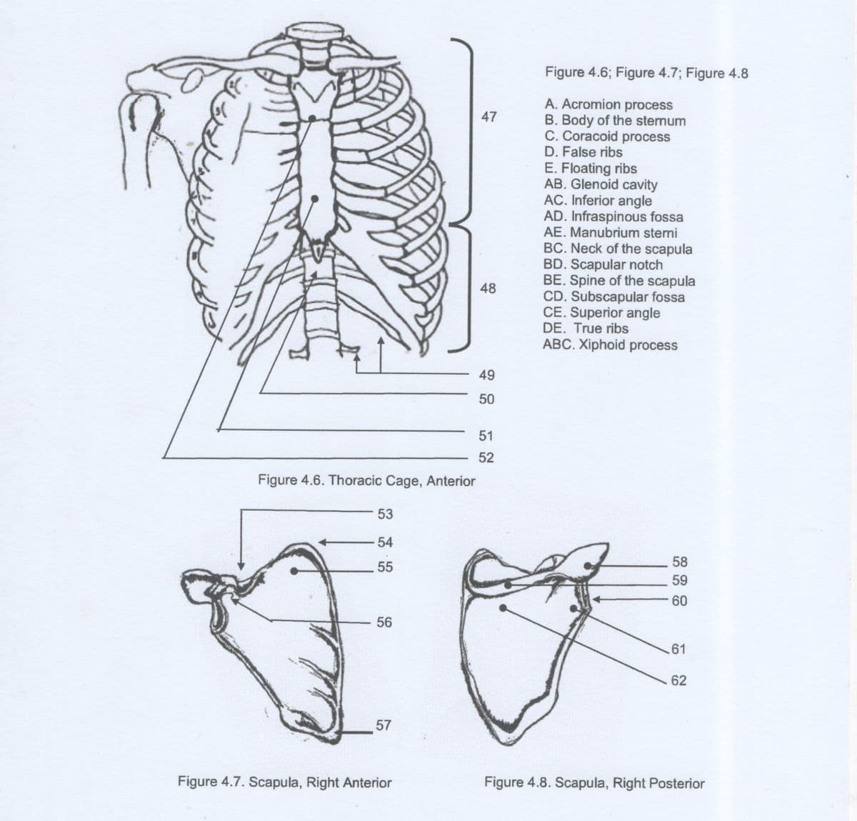 Figure 4.6; Figure 4.7; Figure 4.8
A. Acromion process
B. Body of the sternum
C. Coracoid process
D. False ribs
47
E. Floating ribs
AB. Glenoid cavity
AC. Inferior angle
AD. Infraspinous fossa
AE. Manubrium sterni
BC. Neck of the scapula
BD. Scapular notch
BE. Spine of the scapula
CD. Subscapular fossa
CE. Superior angle
DE. True ribs
ABC. Xiphoid process
48
49
50
51
52
Figure 4.6. Thoracic Cage, Anterior
53
54
55
58
59
60
56
.61
62
57
Figure 4.7. Scapula, Right Anterior
Figure 4.8. Scapula, Right Posterior

