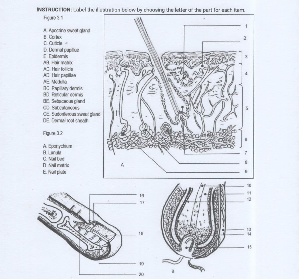 INSTRUCTION: Label the illustration below by choosing the letter of the part for each item.
Figure 3.1
1
A. Apocrine sweat gland
B. Cortex
C. Cuticle
D. Dermal papillae
E. Epidermis
AB. Hair matrix
3
AC. Hair follicle
AD. Hair papillae
AE. Medulla
BC. Papillary dermis
BD. Reticular dermis
BE. Sebaceous gland
CD. Subcutaneous
CE. Sudoriferous sweat gland
DE. Dermal root sheath
Figure 3.2
6
A. Eponychium
B. Lunula
C. Nail bed
D. Nail matrix
E. Nail plate
7
8
9
10
11
16
17
13
14
18
B
20
15
5,
19
