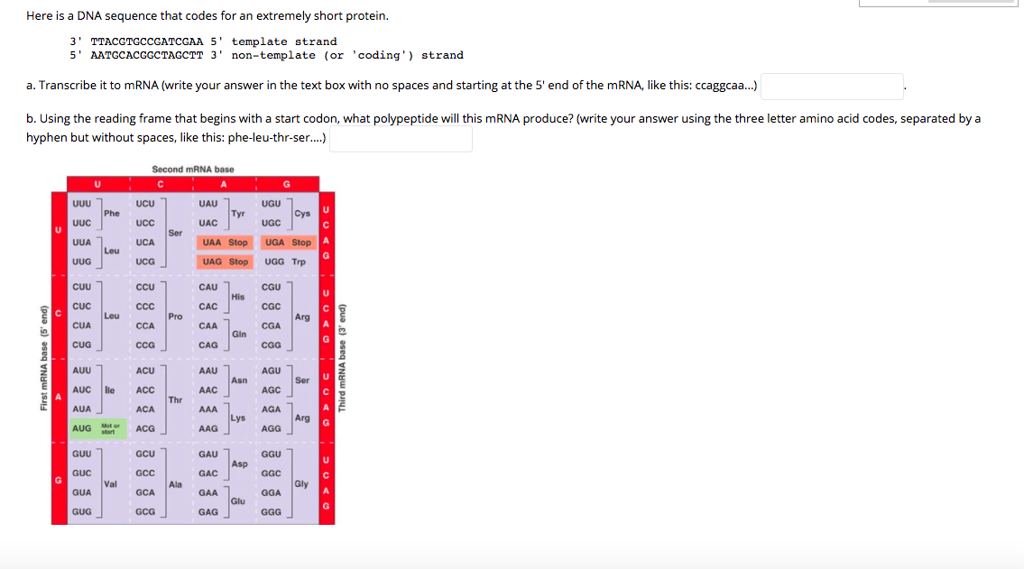 Here is a DNA sequence that codes for an extremely short protein.
3' TTACGTGCCGATCGAA 5' template strand
5' AATGCACGGCTAGCTT 3' non-template (or 'coding') strand
a. Transcribe it to MRNA (write your answer in the text box with no spaces and starting at the 5' end of the MRNA, like this: ccaggcaa...)
b. Using the reading frame that begins with a start codon, what polypeptide will this mRNA produce? (write your answer using the three letter amino acid codes, separated by a
hyphen but without spaces, like this: phe-leu-thr-ser..)
Second MRNA base
A
G
UUU
Phe
UGU 1
Cys
UCU
UAU
Тyr
UUC
Ucc
UAC
UGC
Ser
UUA
UCA
UAA Stop UGA Stop
A
Leu
G
UUG
UG
UAG Stop
UGG Trp
CUU
CcU
CCU
CAU 1
CGU
His
cc
CÁC
CGC
Leu
Pro
Arg
CUA
CCA
CAA
CGA
Gin
CUG
cCG
CAG
CG
G
AUU
ACU
AAU
AGU
Asn
Ser
AUC
lle
ACC
AAC
AGC
Thr
AUA
ACA
AAA
AGA
Lys
Arg
Mot or
AUG
ACG
AAG
AGG
start
GUU
GCU
GAU
GGU
Asp
GUC
GCC
GAC
GGC
Val
Ala
Gly
GUA
GCA
GAA
GGA
Glu
GUG
GCG
GAG
GGG
First MRNA base (5' end)
Third mRNA base (3' end)
