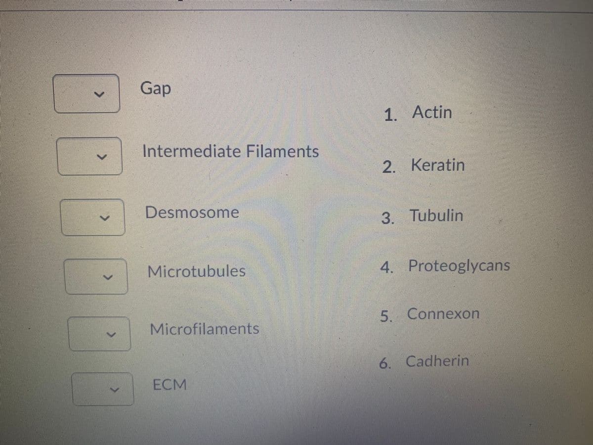 Gap
1. Actin
Intermediate Filaments
2. Keratin
Desmosome
3. Tubulin
Microtubules
4. Proteoglycans
5. Connexon
Microfilaments
6. Cadherin
ECM
