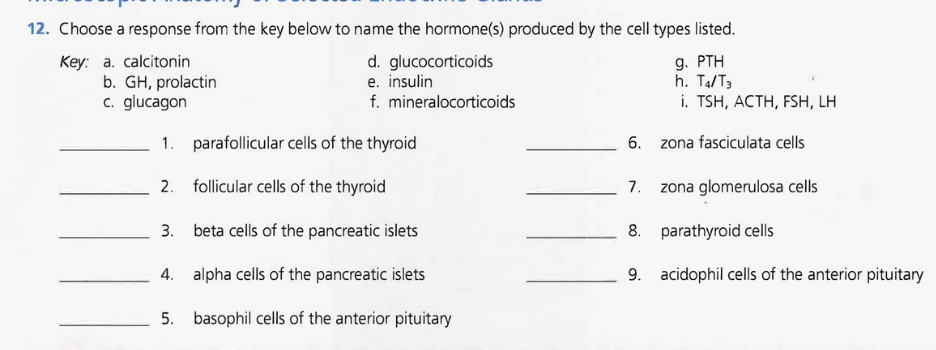 12. Choose a response from the key below to name the hormone(s) produced by the cell types listed.
Key: a. calcitonin
glucocorticoids
g. PTH
h. T4/T3
i. TSH, ACTH, FSH, LH
b. GH, prolactin
c. glucagon
d.
e. insulin
f. mineralocorticoids
parafollicular cells of the thyroid
2.
follicular cells of the thyroid
3.
beta cells of the pancreatic islets
4. alpha cells of the pancreatic islets
5.
basophil cells of the anterior pituitary
6. zona fasciculata cells
7.
8. parathyroid cells
9. acidophil cells of the anterior pituitary
zona glomerulosa cells