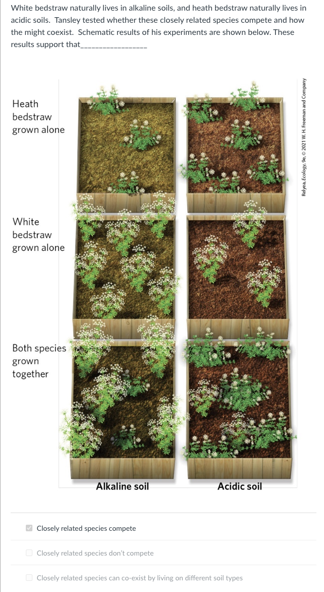 White bedstraw naturally lives in alkaline soils, and heath bedstraw naturally lives in
acidic soils. Tansley tested whether these closely related species compete and how
the might coexist. Schematic results of his experiments are shown below. These
results support that_
Heath
bedstraw
grown alone
White
bedstraw
grown alone
Both species
grown
together
239
Alkaline soil
✓Closely related species compete
Closely related species don't compete
Acidic soil
Closely related species can co-exist by living on different soil types
Relyea, Ecology, 9e, © 2021 W. H. Freeman and Company