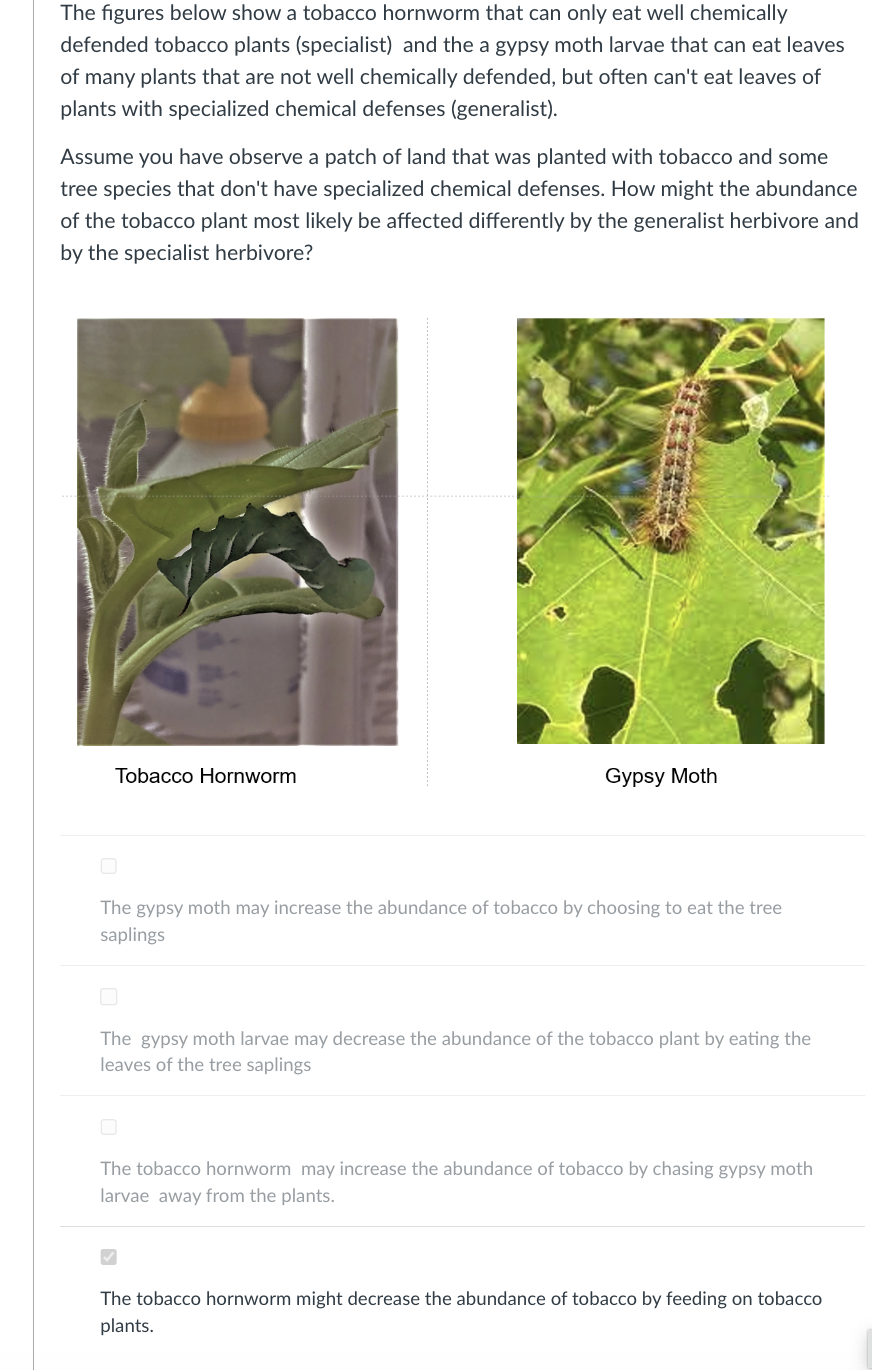 The figures below show a tobacco hornworm that can only eat well chemically
defended tobacco plants (specialist) and the a gypsy moth larvae that can eat leaves
of many plants that are not well chemically defended, but often can't eat leaves of
plants with specialized chemical defenses (generalist).
Assume you have observe a patch of land that was planted with tobacco and some
tree species that don't have specialized chemical defenses. How might the abundance
of the tobacco plant most likely be affected differently by the generalist herbivore and
by the specialist herbivore?
Tobacco Hornworm
Gypsy Moth
The gypsy moth may increase the abundance of tobacco by choosing to eat the tree
saplings
The gypsy moth larvae may decrease the abundance of the tobacco plant by eating the
leaves of the tree saplings
The tobacco hornworm may increase the abundance of tobacco by chasing gypsy moth
larvae away from the plants.
The tobacco hornworm might decrease the abundance of tobacco by feeding on tobacco
plants.