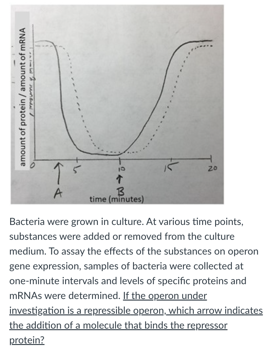 amount of protein / amount of mRNA
12 mm /
↑
A
B
time (minutes)
20
Bacteria were grown in culture. At various time points,
substances were added or removed from the culture
medium. To assay the effects of the substances on operon
gene expression, samples of bacteria were collected at
one-minute intervals and levels of specific proteins and
mRNAs were determined. If the operon under
investigation is a repressible operon, which arrow indicates
the addition of a molecule that binds the repressor
protein?