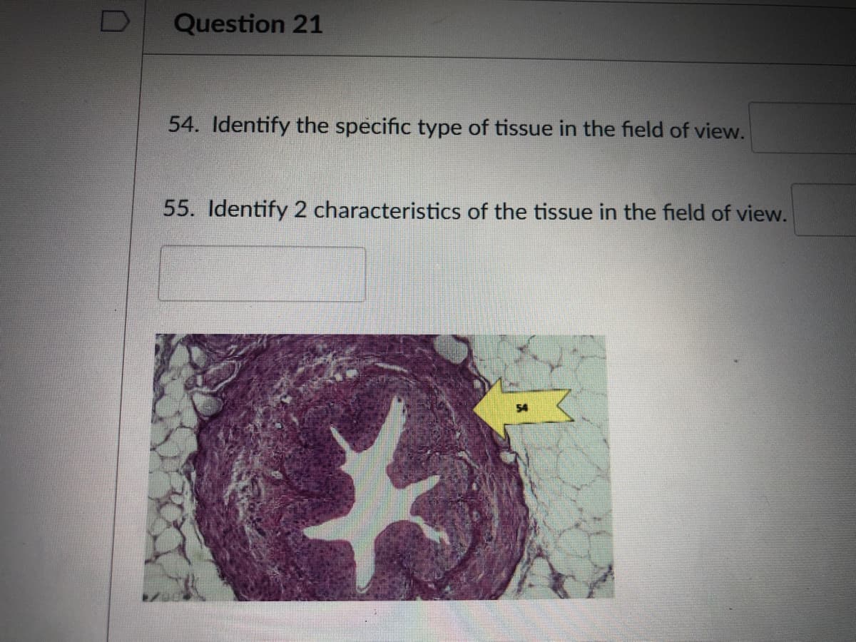 Question 21
54. Identify the specific type of tissue in the field of view.
55. Identify 2 characteristics of the tissue in the field of view.
