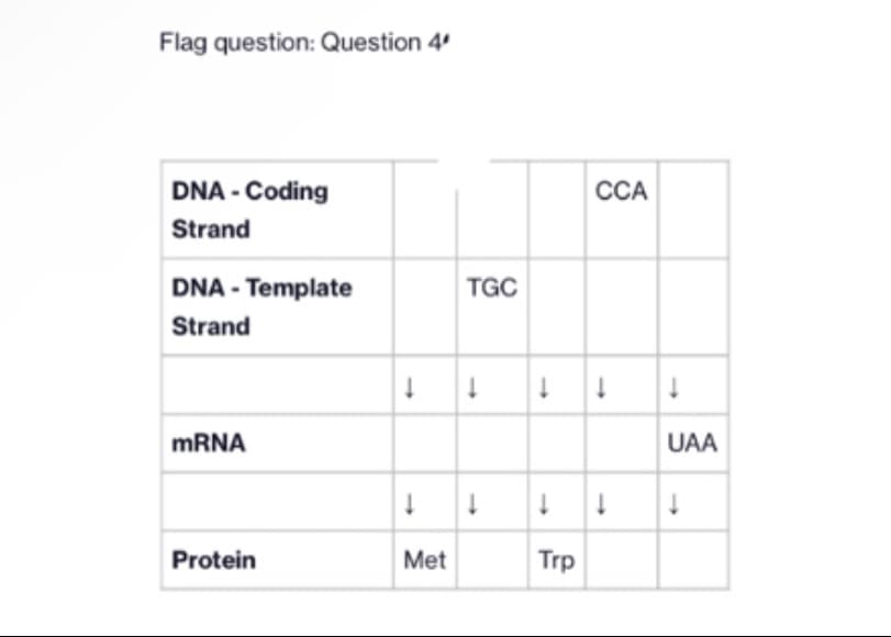 Flag question: Question 4'
DNA- Coding
Strand
DNA-Template
Strand
mRNA
Protein
TGC
↓ ↓ ↓ ↓
↓ ↓
Met
t
CCA
Trp
↓
↓
UAA
↓