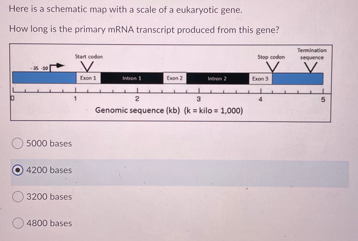 Here is a schematic map with a scale of a eukaryotic gene.
How long is the primary mRNA transcript produced from this gene?
Termination
Start codon
Stop codon
sequence
-35 -10
Exon 1
Intron 1
Exon 2
Intron 2
Exon 3
3
4
Genomic sequence (kb) (k = kilo = 1,000)
%3D
5000 bases
4200 bases
3200 bases
4800 bases
