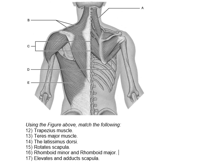 B
D
E
Using the Figure above, match the following:
12) Trapezius muscle.
13) Teres major muscle.
14) The latissimus dorsi.
15) Rotates scapula.
16) Rhomboid minor and Rhomboid major. |
17) Elevates and adducts scapula.