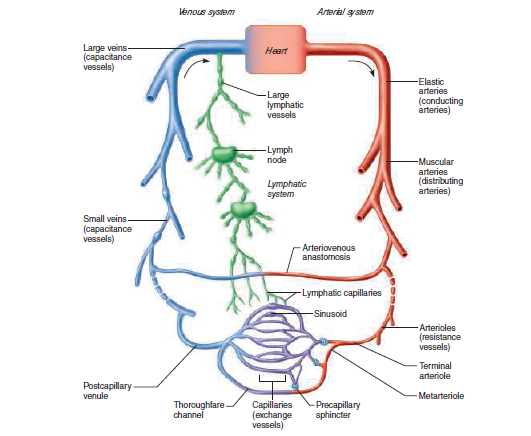 lénous system
Arteriel system
Large veins
(capacitance
vessels)
Heart
-Elastic
arteries
-Large
lymphatic
vessels
(conducting
arteries)
-Lymph
node
-Muscular
arteries
(distributing
arteries)
Цутphatic
system
Small veins
(сараctance
vessels)
Arteriovenous
anastomosis
-Lymphatic capillaries
-Sinusoid
Arterioles
(resistance
vessels)
Terminal
arteriole
Postcapillary-
venule
- Metarteriole
Thoroughfare
channel
Capillaries
Precapillary
sphincter
(exchange
vessels)
