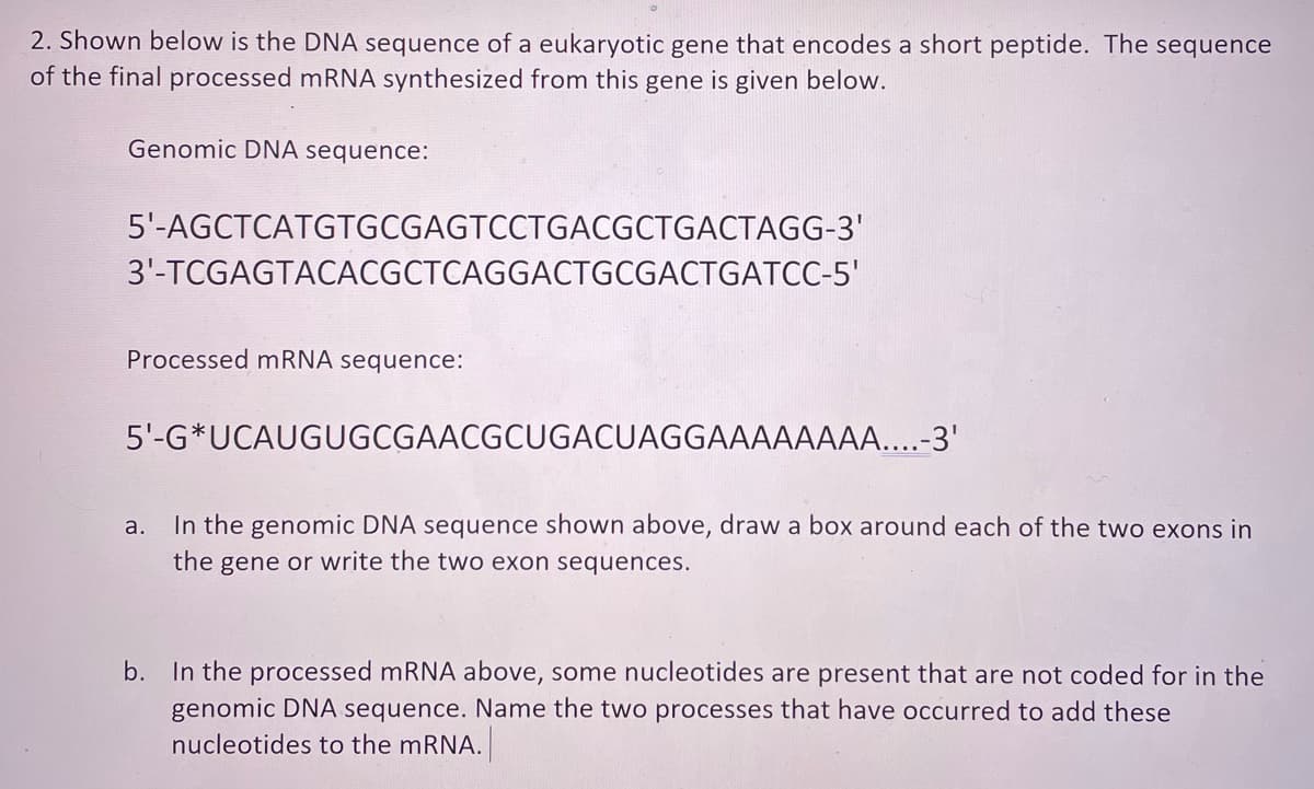 2. Shown below is the DNA sequence of a eukaryotic gene that encodes a short peptide. The sequence
of the final processed mRNA synthesized from this gene is given below.
Genomic DNA sequence:
5'-AGCTCATGTGCGAGTCCTGACGCTGACTAGG-3'
3'-TCGAGTACACGCTCAGGACTGCGACTGATCC-5'
Processed mRNA sequence:
5'-G*UCAUGUGCGAACGCUGACUAGGAAAAAAAA....-3'
In the genomic DNA sequence shown above, draw a box around each of the two exons in
the gene or write the two exon sequences.
а.
b. In the processed mRNA above, some nucleotides are present that are not coded for in the
genomic DNA sequence. Name the two processes that have occurred to add these
nucleotides to the mRNA.
