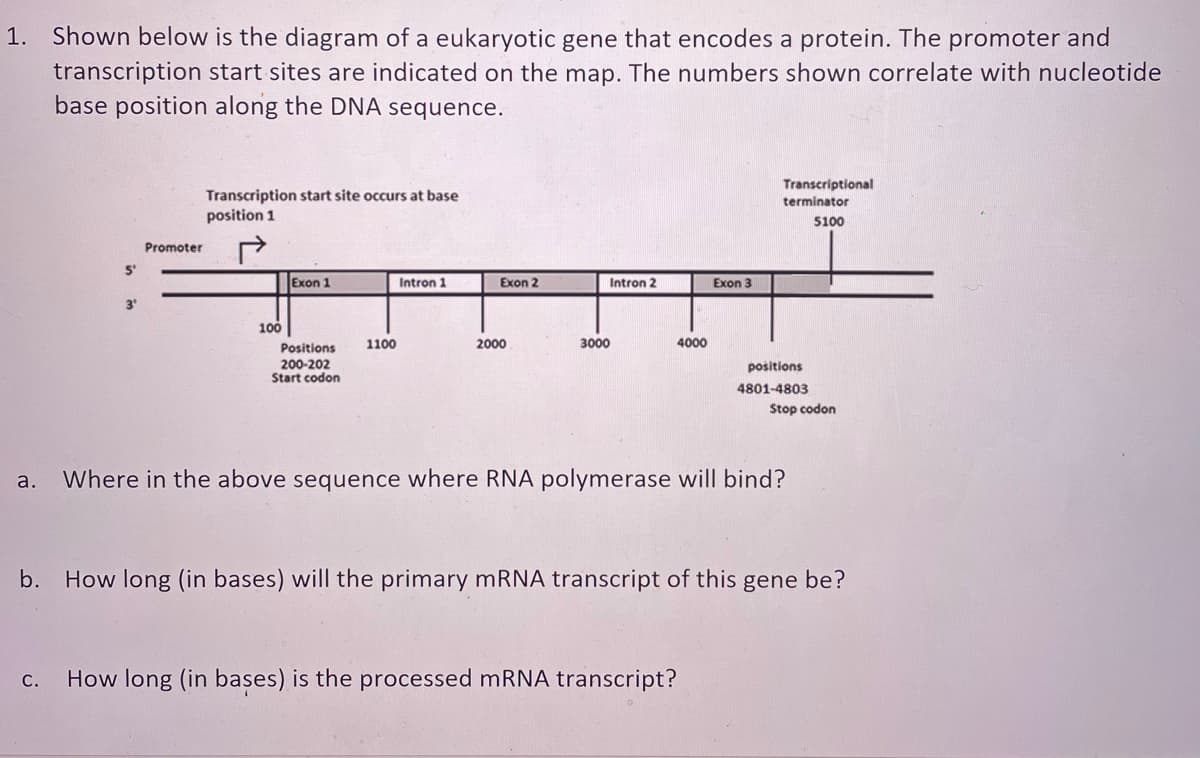 1. Shown below is the diagram of a eukaryotic gene that encodes a protein. The promoter and
transcription start sites are indicated on the map. The numbers shown correlate with nucleotide
base position along the DNA sequence.
Transcriptional
Transcription start site occurs at base
position 1
terminator
5100
Promoter
5'
Exon 1
Intron 1
Exon 2
Intron 2
Exon 3
3'
100
Positions
1100
2000
3000
4000
200-202
Start codon
positions
4801-4803
Stop codon
а.
Where in the above sequence where RNA polymerase will bind?
b. How long (in bases) will the primary mRNA transcript of this gene be?
How long (in başes) is the processed mRNA transcript?
С.

