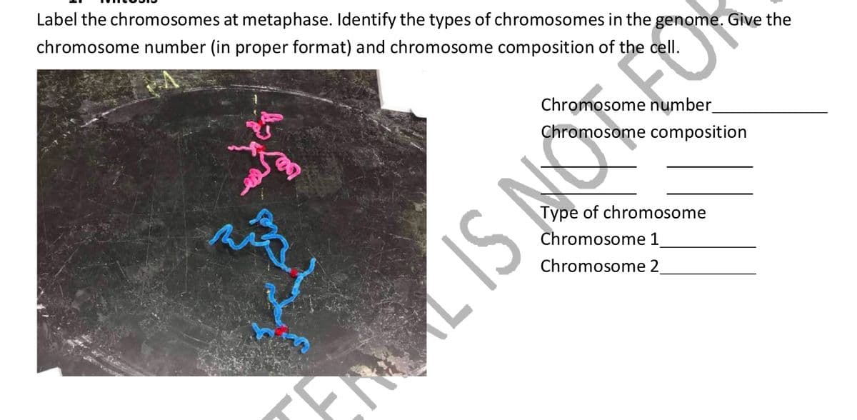 Label the chromosomes at metaphase. Identify the types of chromosomes in the genome. Give the
chromosome number (in proper format) and chromosome composition of the cell.
Chromosome number
Chromosome composition
Type of chromosome
Chromosome 1
Chromosome 2
LIS
