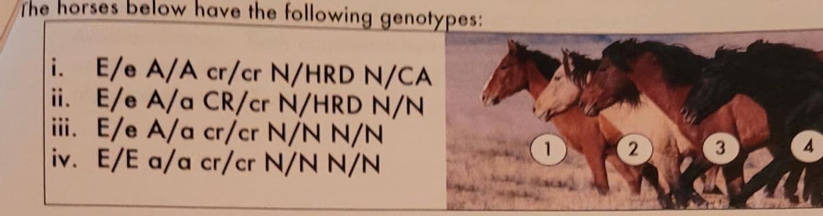 The horses below have the following genotypes:
i. E/e A/A cr/cr N/HRD N/CA
ii. E/e A/a CR/cr N/HRD N/N
iii. E/e A/a cr/cr N/N N/N
iv. E/E a/a cr/cr N/N N/N
3.
