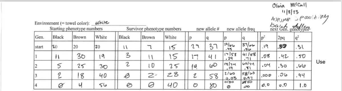 Environment (= towel color): white
Starting phenotype numbers
Black
Brown White
Gen.
start
1
2
3
4
ho
5
2
20
30
25
18
J
70
19
30
40
ما5
Survivor phenotype numbers
Brown
White
7
Black
11
3
2
il
10
2-
15
15
25
28
40
P
new allele #
fu
2
9
29
17 41
60
으
P
37 24/06
.44
17/58
29
new allele freq
9
37/06
56
58
80
14/74
19
2/60
0.03
0180
41/58
ור.
60/94
58/60
0.97
280
LPD
p²
Olivia McCall
11/8/23
ADRUMM spaulding
next Gen. genotypes
q²
.19
.08
1.04
.000
0.0
2pq
ga
.42
.30
.06
0.0
.31
.50
ماما .
.94
1.0
Use