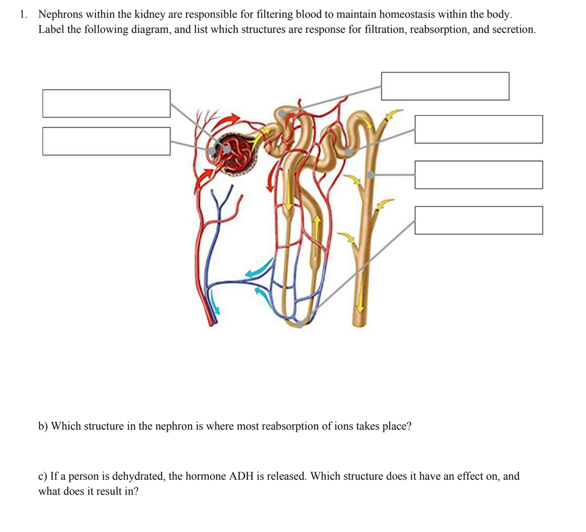 1. Nephrons within the kidney are responsible for filtering blood to maintain homeostasis within the body.
Label the following diagram, and list which structures are response for filtration, reabsorption, and secretion.
b) Which structure in the nephron is where most reabsorption of ions takes place?
M
c) If a person is dehydrated, the hormone ADH is released. Which structure does it have an effect on, and
what does it result in?