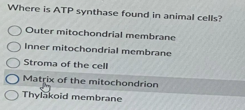 Where is ATP synthase found in animal cells?
O Outer mitochondrial membrane
Inner mitochondrial membrane
O Stroma of the cell
O Matrix of the mitochondrion
Thylakoid membrane