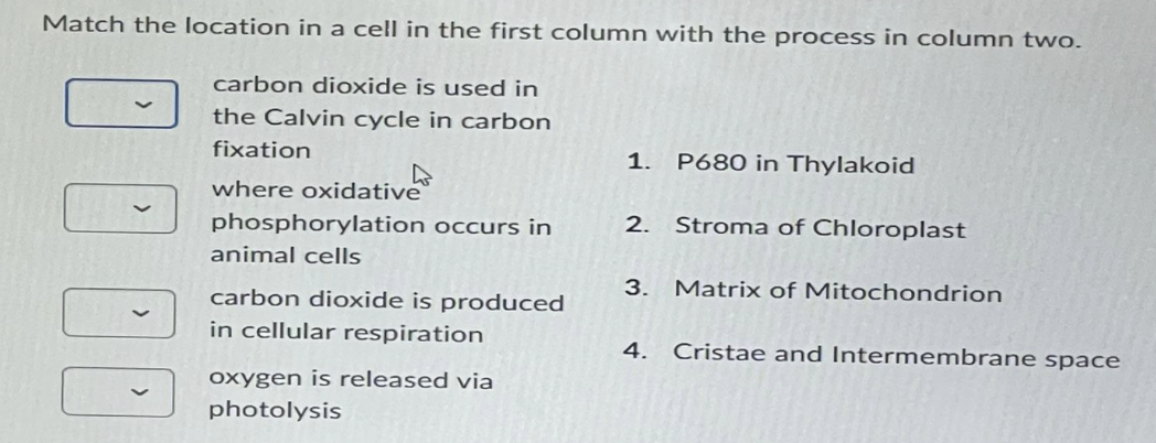 Match the location in a cell in the first column with the process in column two.
carbon dioxide is used in
the Calvin cycle in carbon
fixation
where oxidative
phosphorylation occurs in
animal cells
carbon dioxide is produced
in cellular respiration
oxygen is released via
photolysis
1.
P680 in Thylakoid
2. Stroma of Chloroplast
3. Matrix of Mitochondrion
4. Cristae and Intermembrane space