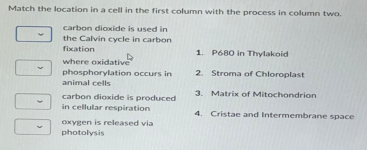 Match the location in a cell in the first column with the process in column two.
carbon dioxide is used in
the Calvin cycle in carbon
fixation
where oxidative
000
phosphorylation occurs in
animal cells
carbon dioxide is produced
in cellular respiration
oxygen is released via
photolysis
1.
2.
3.
P680 in Thylakoid
Stroma of Chloroplast
Matrix of Mitochondrion
4. Cristae and Intermembrane space