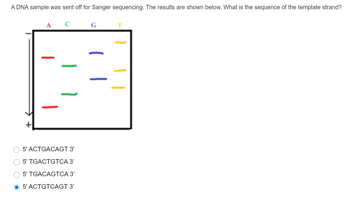 A DNA sample was sent off for Sanger sequencing. The results are shown below. What is the sequence of the template strand?
A
G
5' ACTGACAGT 3'
5' TGACTGTCA 3'
5' TGACAGTCA 3'
5' ACTGTCAGT 3'
