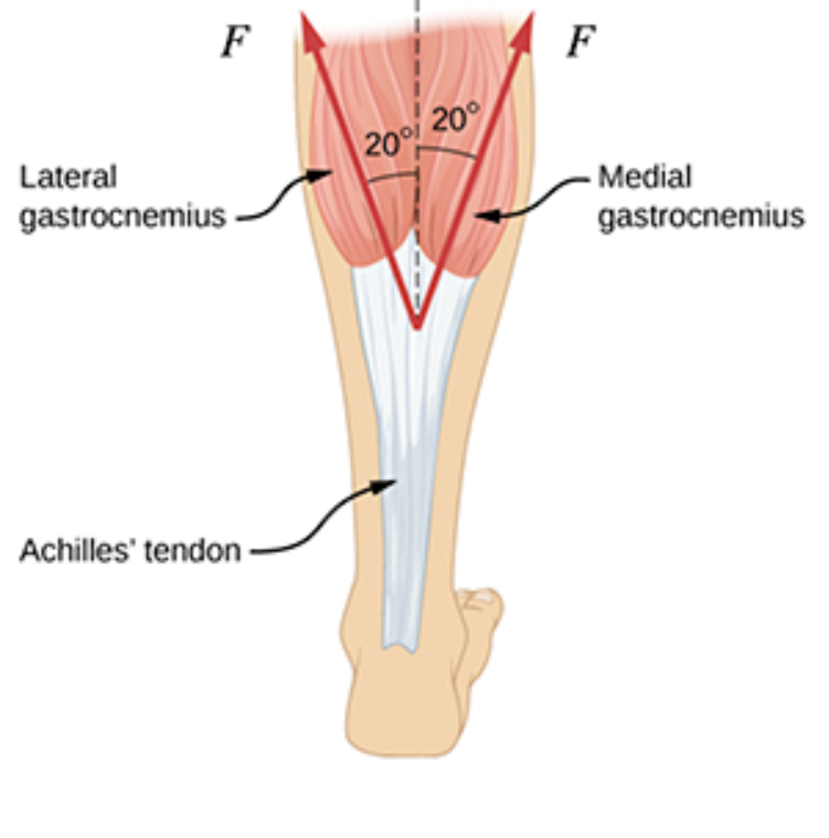 F
F
200 200
Lateral
gastrocnemius -
Medial
gastrocnemius
Achilles' tendon -
