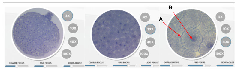 B
4X
4X
4X
A
10x
10x
10X
40x
40x
40X
100x
100x
100x
LIGHT ADUST
COARSE FOCUS
FINE FOCUS
LIGHT ADUST
LICHT ADJUST
COARSE FOCUS
FINE FOCUS
COARSE FOCUS
FINE FOCUS
