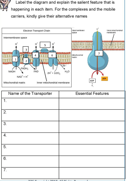 Label the diagram and explain the salient feature that is
happening in each item. For the complexes and the mobile
carriers, kindly give their alternative names
Electron Transport Chain
Intermembrane
space
Inner mitochondrial
membrane
Intermembrane space
Mitochondrial
matrix
1
2
FADH₂
NADH
NAD + H
Mitochondrial matrix
1.
2.
3.
4.
5.
6.
7.
6
FAD
H₂O
2H* + 1/20₂
Inner mitochondrial membrane
Name of the Transporter
500
2e-
13040 ALLD LC
ATP
ADP
Essential Features
