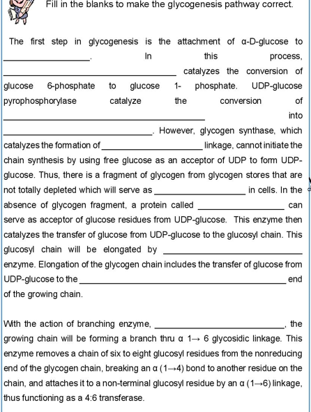 Fill in the blanks to make the glycogenesis pathway correct.
The first step in glycogenesis is the attachment of a-D-glucose to
In
this
process,
catalyzes the conversion of
UDP-glucose
glucose 6-phosphate to glucose
pyrophosphorylase
1- phosphate.
the
catalyze
conversion
of
into
However, glycogen synthase, which
linkage, cannot initiate the
catalyzes the formation of
chain synthesis by using free glucose as an acceptor of UDP to form UDP-
glucose. Thus, there is a fragment of glycogen from glycogen stores that are
not totally depleted which will serve as
in cells. In the
can
absence of glycogen fragment, a protein called
serve as acceptor of glucose residues from UDP-glucose. This enzyme then
catalyzes the transfer of glucose from UDP-glucose to the glucosyl chain. This
glucosyl chain will be elongated by
enzyme. Elongation of the glycogen chain includes the transfer of glucose from
UDP-glucose to the
end
of the growing chain.
With the action of branching enzyme,
the
growing chain will be forming a branch thru a 1-6 glycosidic linkage. This
enzyme removes a chain of six to eight glucosyl residues from the nonreducing
end of the glycogen chain, breaking an a (1-4) bond to another residue on the
chain, and attaches it to a non-terminal glucosyl residue by an a (1-6) linkage,
thus functioning as a 4:6 transferase.