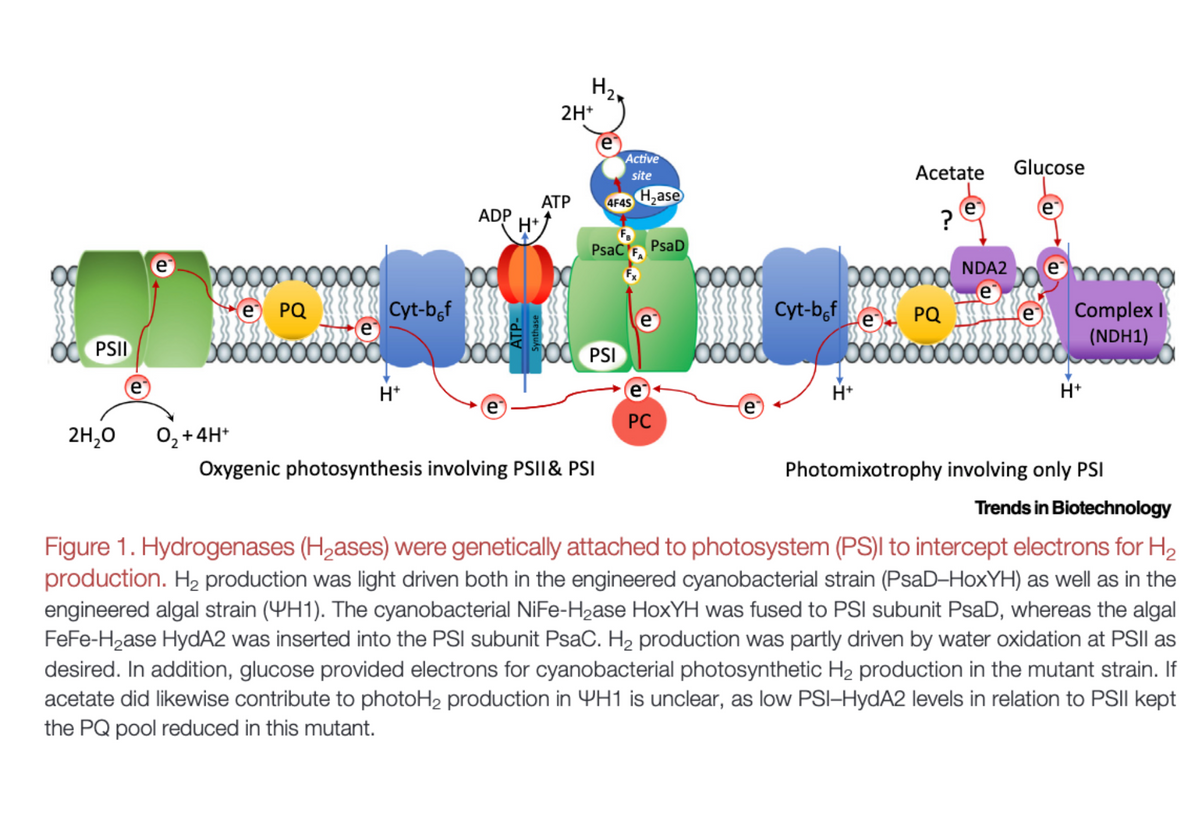 OC PSII
e
2H₂O O₂ + 4H+
bom
e PQ
Cyt-bef
H+
ADP
H+
H₂
2H+
ATP
e
Active
site
4F45 H₂ase
PsaCF PsaD
OPSI
Oxygenic photosynthesis involving PSII & PSI
PC
Cyt-bof
Acetate
?
H+
e
000000 NDA2
e
PQ
Glucose
e
Complex I
(NDH1)
H+
Photomixotrophy involving only PSI
Trends in Biotechnology
Figure 1. Hydrogenases (H₂ases) were genetically attached to photosystem (PS)I to intercept electrons for H₂
production. H₂ production was light driven both in the engineered cyanobacterial strain (PsaD-HoxYH) as well as in the
engineered algal strain (H1). The cyanobacterial NiFe-H₂ase HoxYH was fused to PSI subunit PsaD, whereas the algal
FeFe-H₂ase HydA2 was inserted into the PSI subunit PsaC. H₂ production was partly driven by water oxidation at PSII as
desired. In addition, glucose provided electrons for cyanobacterial photosynthetic H₂ production in the mutant strain. If
acetate did likewise contribute to photoH₂ production in H1 is unclear, as low PSI-HydA2 levels in relation to PSII kept
the PQ pool reduced in this mutant.