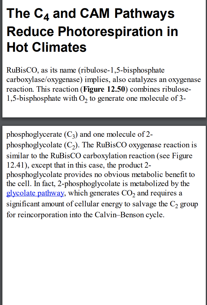 The C4 and CAM Pathways
Reduce Photorespiration in
Hot Climates
RuBisCO, as its name (ribulose-1,5-bisphosphate
carboxylase/oxygenase) implies, also catalyzes an oxygenase
reaction. This reaction (Figure 12.50) combines ribulose-
1,5-bisphosphate with O₂ to generate one molecule of 3-
phosphoglycerate
(C3) and one molecule of 2-
phosphoglycolate (C₂). The RuBisCO oxygenase reaction is
similar to the RuBisCO carboxylation reaction (see Figure
12.41), except that in this case, the product 2-
phosphoglycolate provides no obvious metabolic benefit to
the cell. In fact, 2-phosphoglycolate is metabolized by the
glycolate pathway, which generates CO₂ and requires a
significant amount of cellular energy to salvage the C₂ group
for reincorporation into the Calvin-Benson cycle.