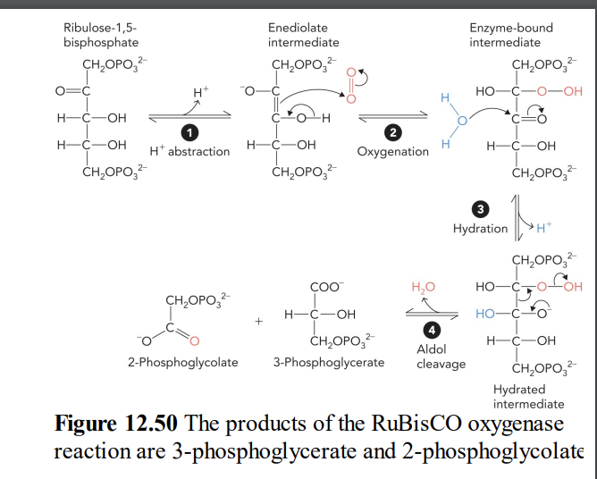 Ribulose-1,5-
bisphosphate
2-
CH₂OPO3²-
O=C
H+
H-C-OH
1
H-C-OH H+ abstraction
CH₂OPO3²-
CH₂OPO3²-
2-Phosphoglycolate
Enediolate
intermediate
CH₂OPO₂²
H-C-OH
CH₂OPO²
COO™
H-C-OH
2
Oxygenation
CH₂OPO3²-
3-Phosphoglycerate
H₂O
Enzyme-bound
intermediate
Aldol
cleavage
CH₂OPO3²
HO-C-O-OH
H-C-OH
3
Hydration
CH₂OPO₂²
1
H+
2-
HO-C-
HO-CO
CH₂OPO3²-
2-
-OH
Hydrated
intermediate
H-C-OH
I
CH₂OPO₂²
2-
Figure 12.50 The products of the RuBisCO oxygenase
reaction are 3-phosphoglycerate and 2-phosphoglycolate