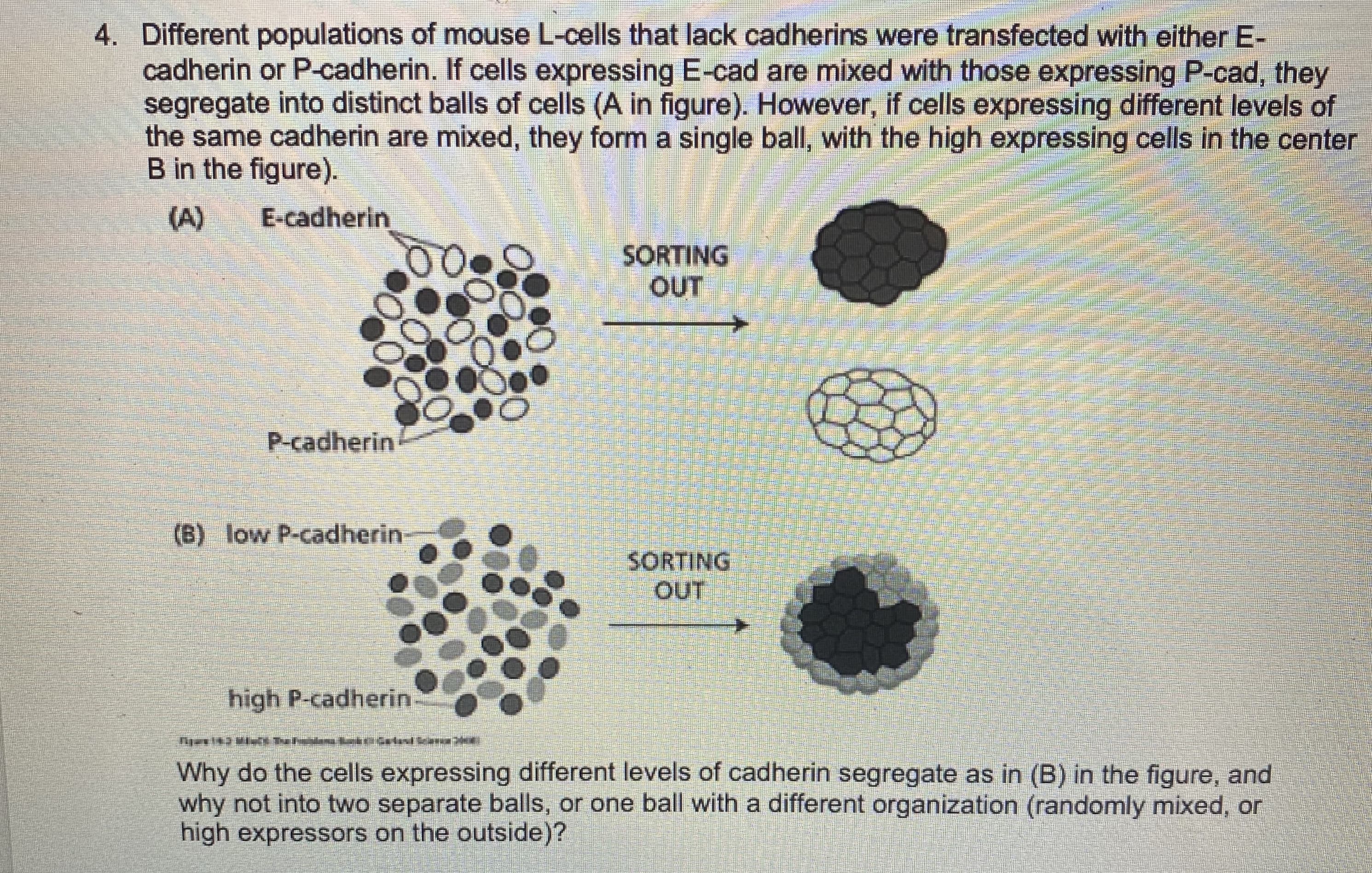 4. Different populations of mouse L-cells that lack cadherins were transfected with either E-
cadherin or P-cadherin. If cells expressing E-cad are mixed with those expressing P-cad, they
segregate into distinct balls of cells (A in figure). However, if cells expressing different levels of
the same cadherin are mixed, they form a single ball, with the high expressing cells in the center
B in the figure).
(A)
E-cadherin
SORTING
OUT
P-cadherin
(B) low P-cadherin
SORTING
OUT
high P-cadherin
Why do the cells expressing different levels of cadherin segregate as in (B) in the figure, and
why not into two separate balls, or one ball with a different organization (randomly mixed, or
high expressors on the outside)?
