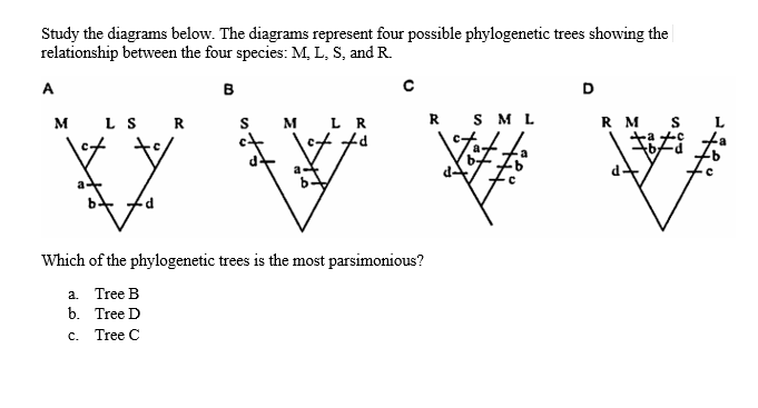 Study the diagrams below. The diagrams represent four possible phylogenetic trees showing the
relationship between the four species: M, L, S, and R.
B
A
M
LS
R
S
M
LR
fd
\t
a
Which of the phylogenetic trees is the most parsimonious?
a. Tree B
b.
Tree D
c.
Tree C
R
S M L
St
RM S