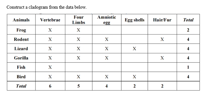 Construct a cladogram from the data below.
Four
Limbs
X
X
X
X
Animals
Frog
Rodent
Lizard
Gorilla
Fish
Bird
Total
Vertebrae
X
X
X
X
X
X
6
X
5
Amniotic
egg
X
X
X
X
4
Egg shells
X
X
2
Hair/Fur
X
X
2
Total
2
4
4
4
1
4