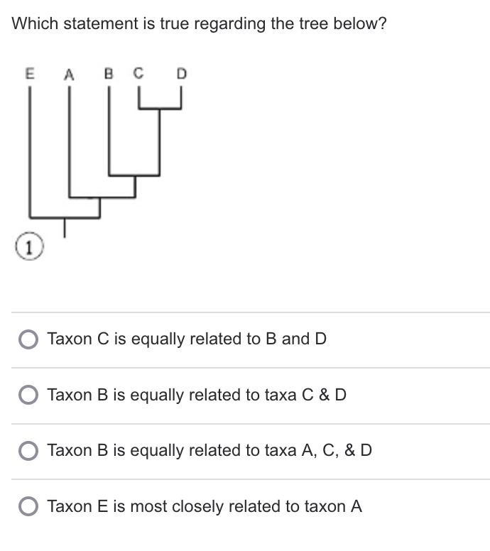 Which statement is true regarding the tree below?
E
A
в с
D
(1)
Taxon C is equally related to B and D
Taxon B is equally related to taxa C & D
Taxon B is equally related to taxa A, C, & D
Taxon E is most closely related to taxon A
