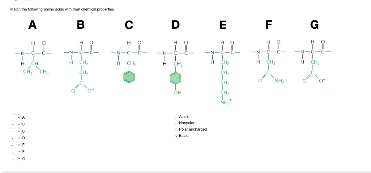 Match the following amino acids with their chemical properties
H
-N-CIC-
A
-A
✓ B
но
с
D
VE
✓ F
✓ G
/
CH3 CH3
CH
B
H
но
-N-C-C-
feed
C
но
-N-C-C-
H CH₂
D
HO
-N-CIC-
1
H CH₂
OH
E
но
|||
-N-C-C-
II
H CH₂
I
CH₂
CH₂
CH₂
T
NH3
I. Acidic
II. Nonpolar
III. Polar uncharged
IV, Basic
+
F
O
HO
-N-C-C-
H CH₂
NH₂
G
но
| ||
-N-C-C-
I
H
CH₂
1