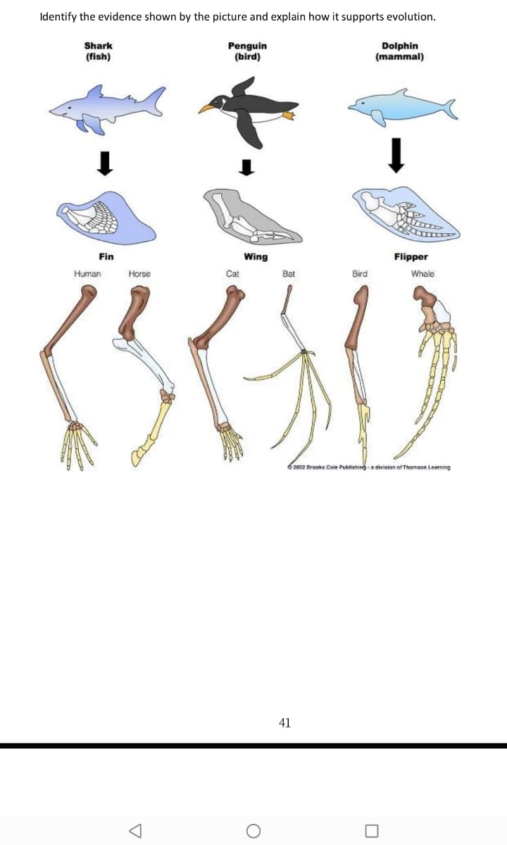 Identify the evidence shown by the picture and explain how it supports evolution.
Penguin
(bird)
Dolphin
(mammal)
Shark
(fish)
Fin
Wing
Flipper
Human
Horse
Cat
Bat
Bird
Whale
62002 Brooks Cole Publishing -a division of Thomsen Learning
41
