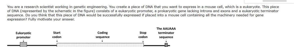 You are a research scientist working in genetic engineering. You create a piece of DNA that you want to express in a mouse cell, which is a eukaryote. This piece
of DNA (represented by the schematic in the figure) consists of a eukaryotic promoter, a prokaryotic gene lacking introns and exons and a eukaryotic terminator
sequence. Do you think that this piece of DNA would be successfully expressed if placed into a mouse cell containing all the machinery needed for gene
expression? Fully motivate your answer.
The AAUAAA
Eukaryotic
Start
Coding
Stop
terminator
promoter
codon
sequence
codon
sequence
