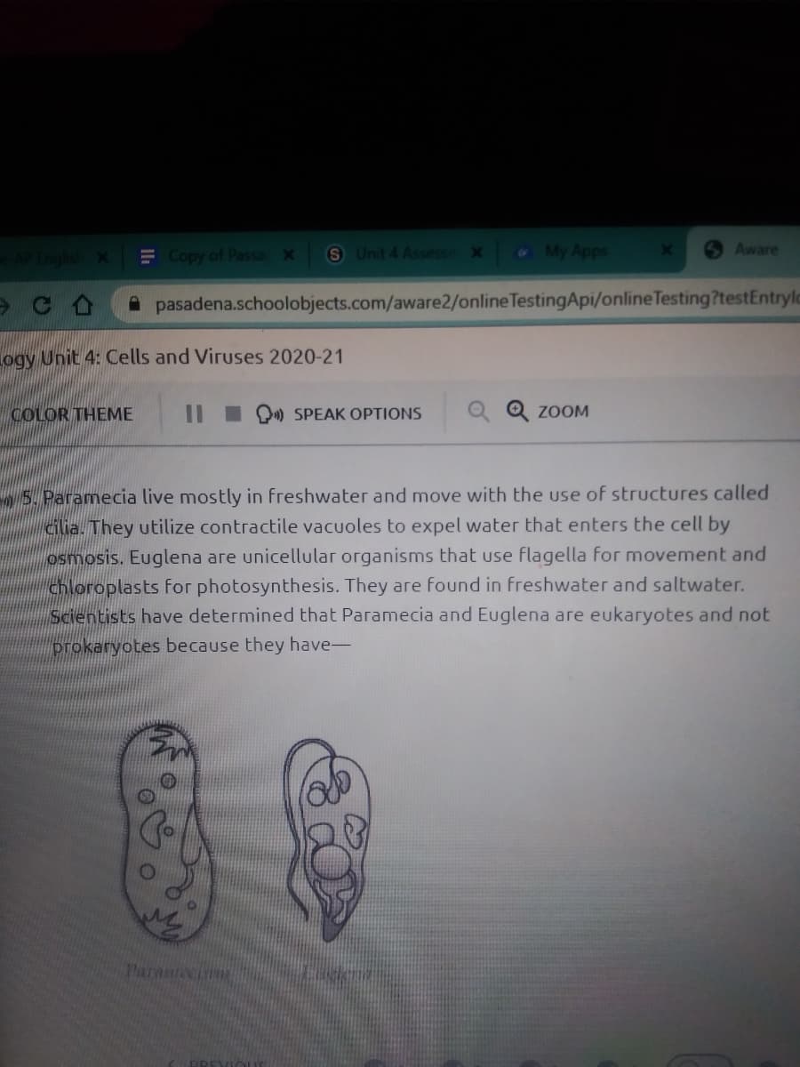 E Copy of Passa x
S Unit 4 Assessn X
My Apps
Aware
A pasadena.schoolobjects.com/aware2/onlineTestingApi/online Testing?testEntrylo
Logy Unit 4: Cells and Viruses 2020-21
COLOR THEME
O) SPEAK OPTIONS
Q Q ZOOM
5. Paramecia live mostly in freshwater and move with the use of structures called
ilia. They utilize contractile vacuoles to expel water that enters the cell by
osmosis. Euglena are unicellular organisms that use flagella for movement and
chloroplasts for photosynthesis. They are found in freshwater and saltwater.
Scientists have determined that Paramecia and Euglena are eukaryotes and not
prokaryotes because they have-
Paraneci
