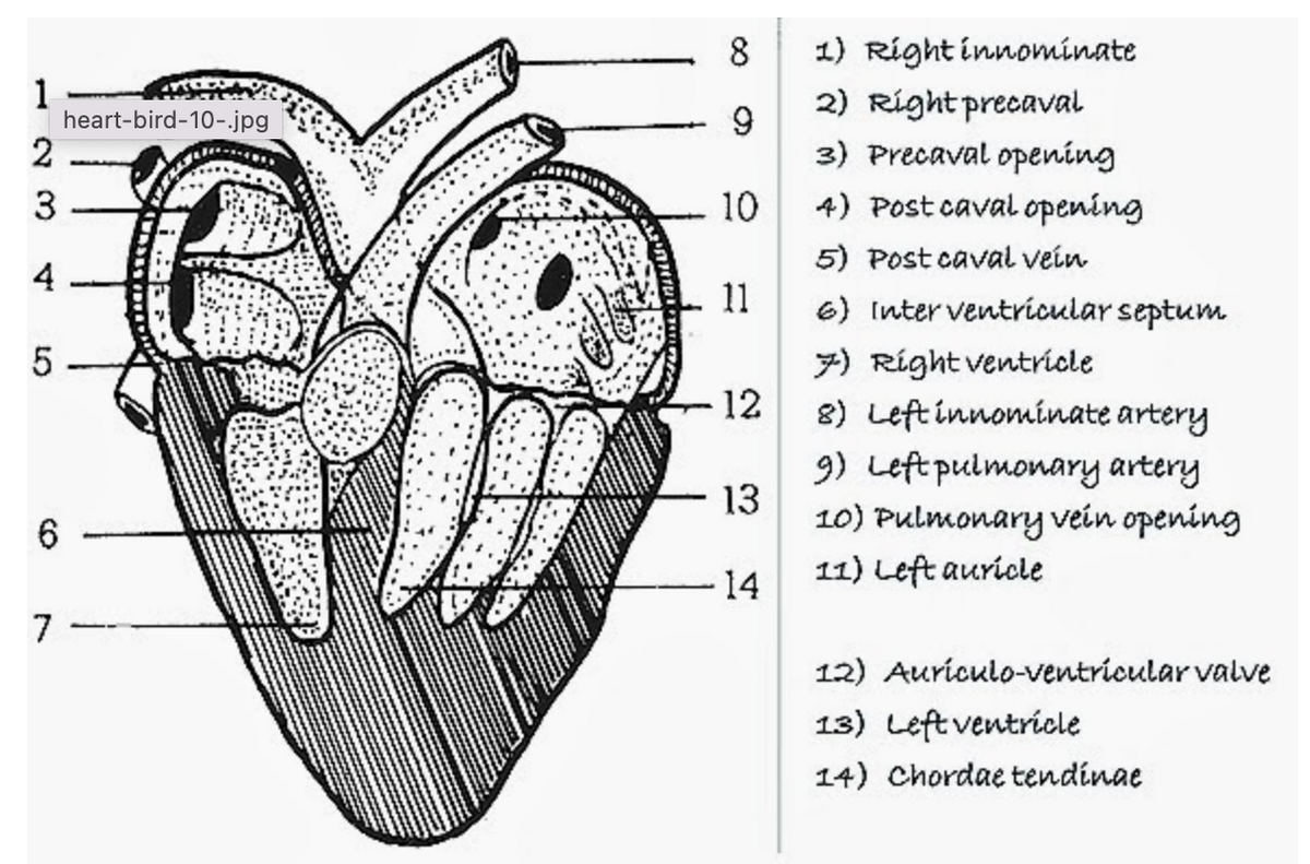 1
2
3
4
5
6
7
heart-bird-10-.jpg
9
10
11
12
13
14
1) Right innominate
2) Right precaval
3) Precaval opening
4) Post caval opening
5) Post caval vein
6) Interventricular septum
7) Right ventricle
8) Left innominate artery
9) Left pulmonary artery
10) Pulmonary vein opening
11) Left auricle
12) Auriculo-ventricular valve
13) Left ventricle
14) Chordae tendinae