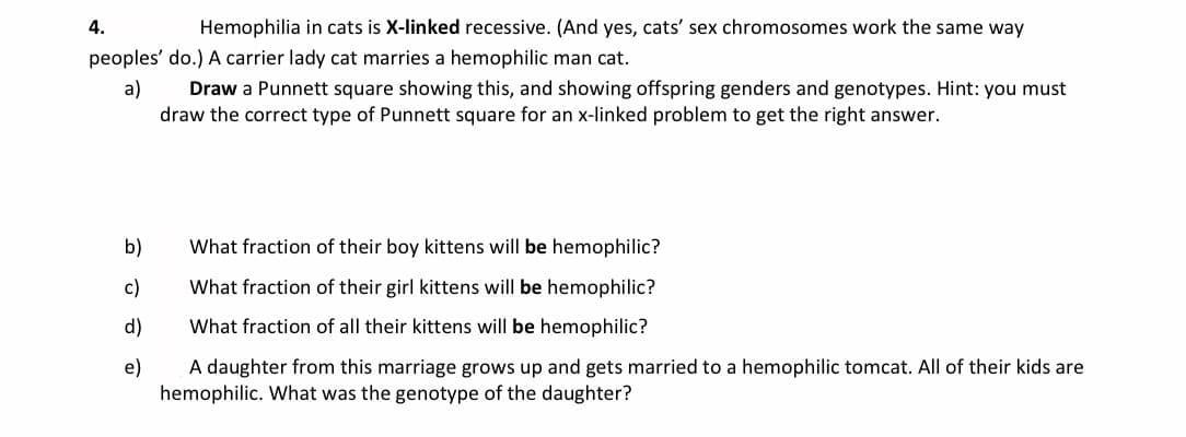 4.
Hemophilia in cats is X-linked recessive. (And yes, cats' sex chromosomes work the same way
peoples' do.) A carrier lady cat marries a hemophilic man cat.
a)
Draw a Punnett square showing this, and showing offspring genders and genotypes. Hint: you must
draw the correct type of Punnett square for an x-linked problem to get the right answer.
b)
What fraction of their boy kittens will be hemophilic?
c)
What fraction of their girl kittens will be hemophilic?
d)
What fraction of all their kittens will be hemophilic?
e)
A daughter from this marriage grows up and gets married to a hemophilic tomcat. All of their kids are
hemophilic. What was the genotype of the daughter?
