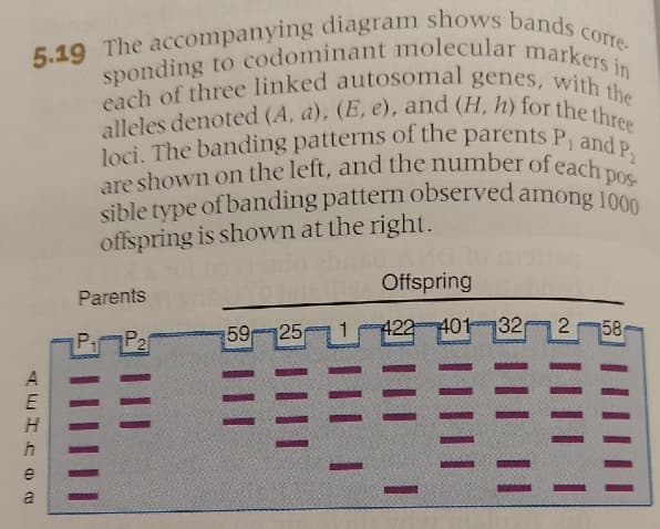 5.19 The accompanying diagram shows bands corre-
alleles denoted (A, a), (E, e), and (H, h) for the three
sible type of banding pattern observed among 1000
are shown on the left, and the number of each pos-
loci. The banding patterns of the parents P and P
each of three linked autosomal genes, with the
sponding to codominant molecular markers in
offspring is shown at the right.
Offspring
Parents
59 25
422
401 32 2
58
Pi P21
A
e
a
