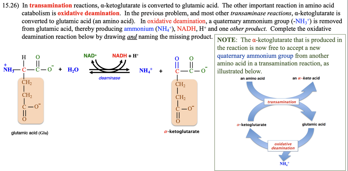 15.26) In transamination reactions, a-ketoglutarate is converted to glutamic acid. The other important reaction in amino acid
catabolism is oxidative deamination. In the previous problem, and most other transaminase reactions, a-ketoglutarate is
converted to glutamic acid (an amino acid). In oxidative deamination, a quaternary ammonium group (-NH3*) is removed
from glutamic acid, thereby producing ammonium (NH4+), NADH, H+ and one other product. Complete the oxidative
deamination reaction below by drawing and naming the missing product.
NOTE: The a-ketoglutarate that is produced in
the reaction is now free to accept a new
quaternary ammonium group from another
amino acid in a transamination reaction, as
illustrated below.
an amino acid
+
NH,
H
C-
CH₂
|
O
||
C-O + H₂O
CH₂
|
C-o
glutamic acid (Glu)
NAD+
#
NADH + H+
deaminase
NH4
+
C
I
CH₂
I
CH₂
||
C-o
Ċ-O
||
a-ketoglutarate
a-ketoglutarate
an a-keto acid
transamination
oxidative
deamination
NH₂+
glutamic acid