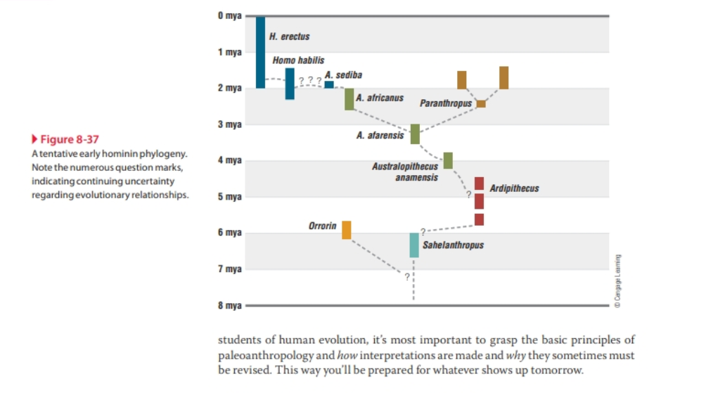 ▶ Figure 8-37
Atentative early hominin phylogeny.
Note the numerous question marks,
indicating continuing uncertainty
regarding evolutionary relationships.
0 mya
1 mya
2 mya
3 mya
4 mya
5 mya
6 mya
7 mya
8 mya
H. erectus
Homo habilis
???
A. sediba
Orrorin
A. africanus
A. afarensis
Paranthropus
Australopithecus
anamensis
Sahelanthropus
Ardipithecus
Cengage Leaming
students of human evolution, it's most important to grasp the basic principles of
paleoanthropology and how interpretations are made and why they sometimes must
be revised. This way you'll be prepared for whatever shows up tomorrow.