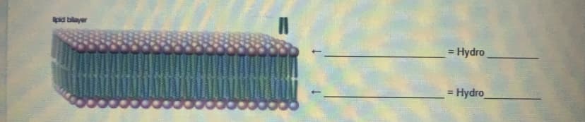 pid bilayer
= Hydro
= Hydro